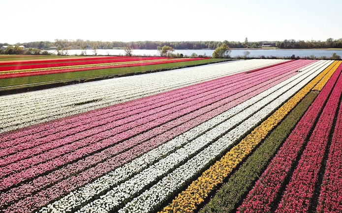 Tulip fields in Keukenhof with colorful rows near a lake.