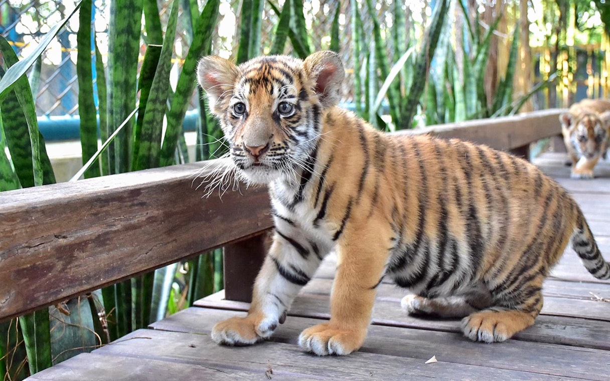 Small tiger cub walking on a wooden path at Tiger Park Pattaya.
