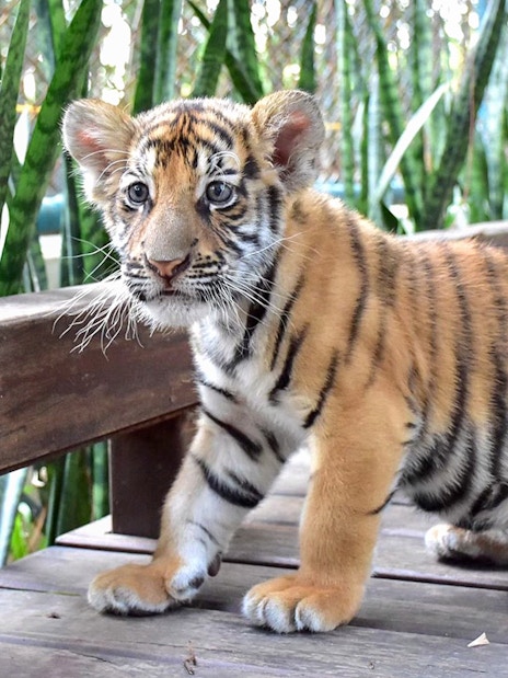 Small tiger cub walking on a wooden path at Tiger Park Pattaya.