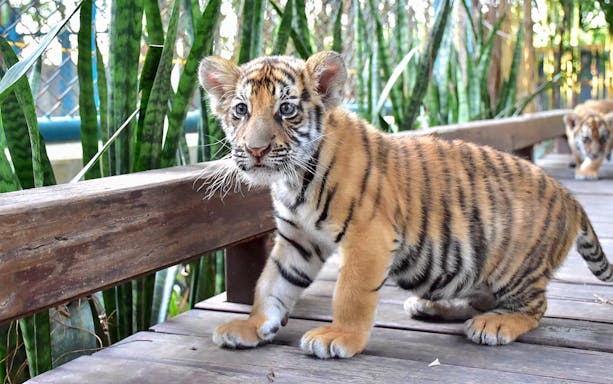 Small tiger cub walking on a wooden path at Tiger Park Pattaya.