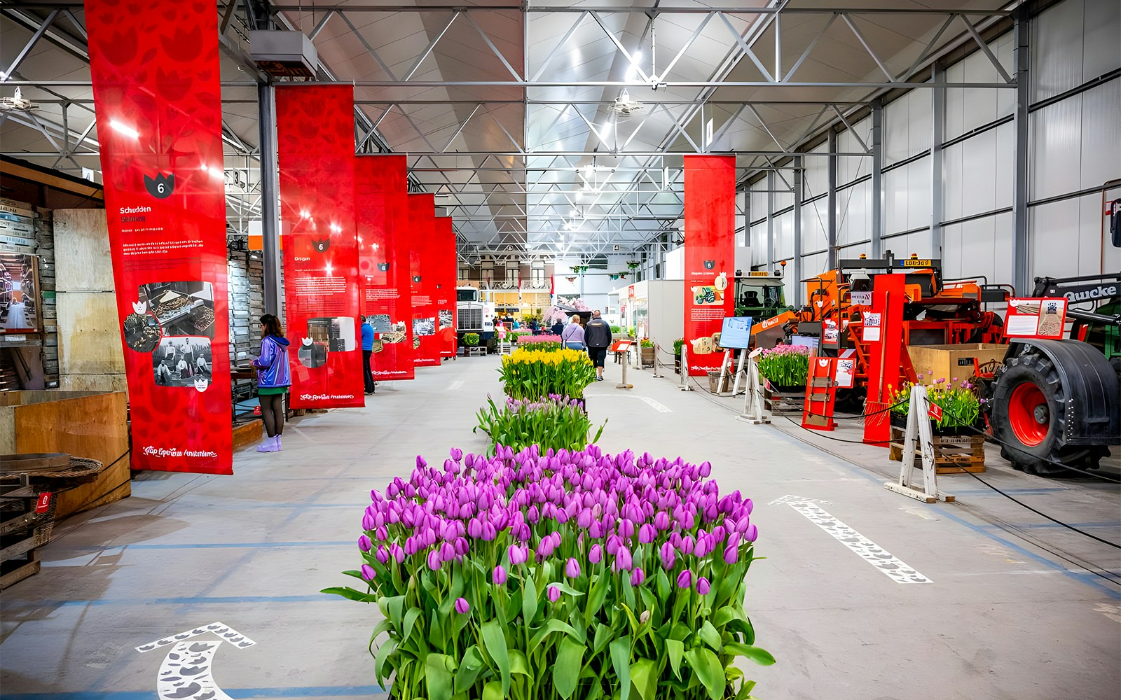 Keukenhof indoor tulip display with vibrant purple and yellow flowers, surrounded by red informational banners.