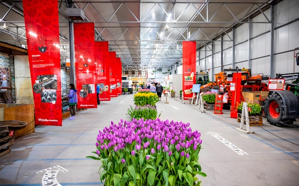 Keukenhof indoor tulip display with vibrant purple and yellow flowers, surrounded by red informational banners.
