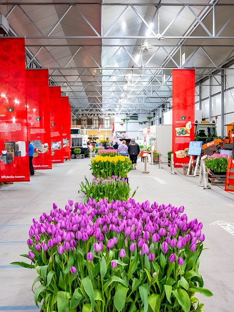 Keukenhof indoor tulip display with vibrant purple and yellow flowers, surrounded by red informational banners.
