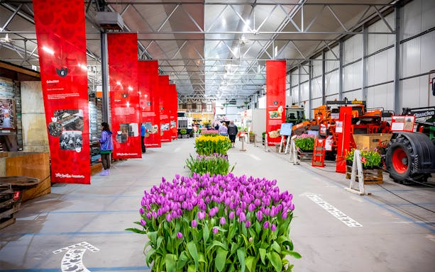 Keukenhof indoor tulip display with vibrant purple and yellow flowers, surrounded by red informational banners.