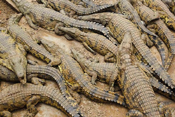tour of jong's crocodile farm and zoo with entry tickets & transfers-6