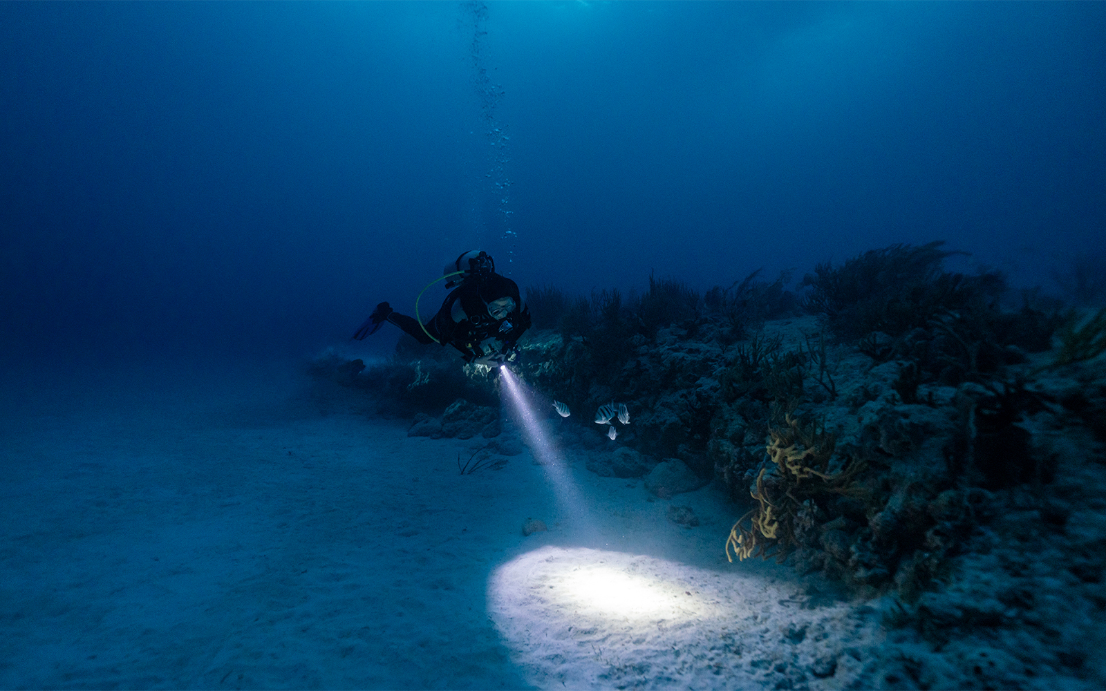 Scuba diver exploring coral reef during night dive in Maui.