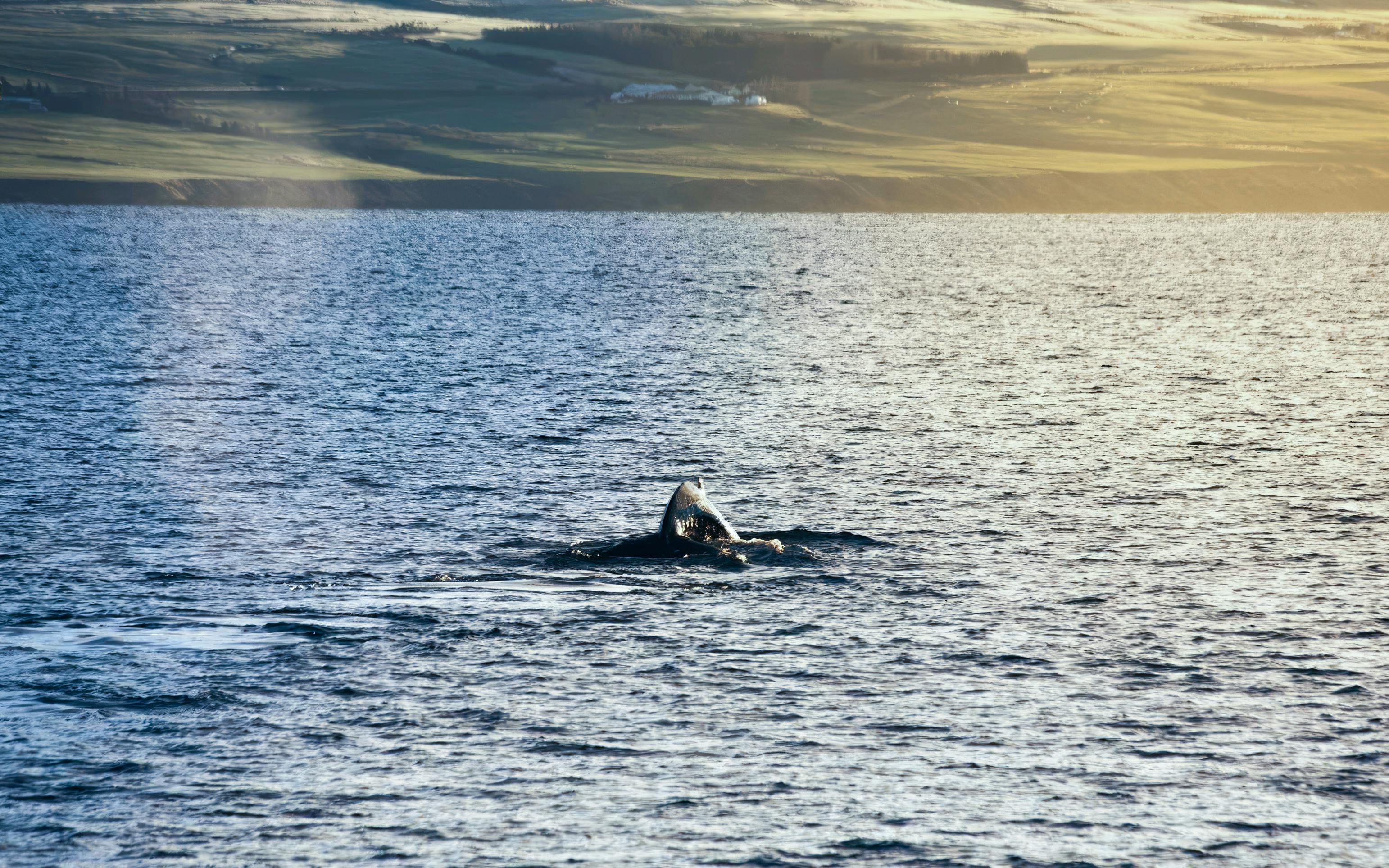 Whale tail emerging from the water during a whale watching tour in Akureyri, Iceland.