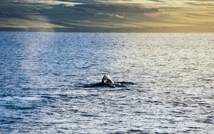 Whale tail emerging from the water during a whale watching tour in Akureyri, Iceland.