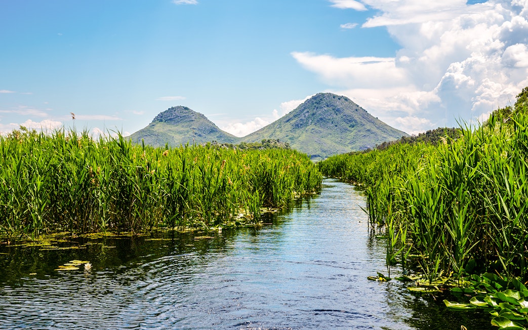 Way through green reeds and lily fields on Skadar Lake, Montenegro.