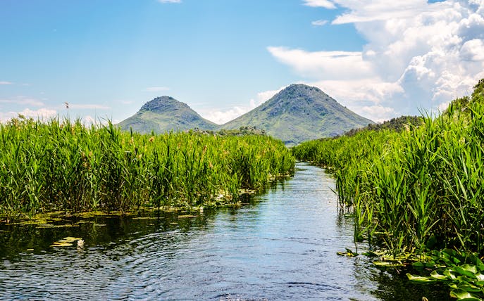 Way through green reeds and lily fields on Skadar Lake, Montenegro.