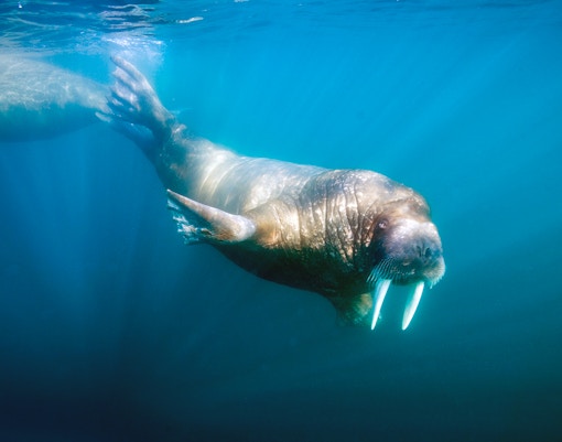 seaworld abu dhabi tickets