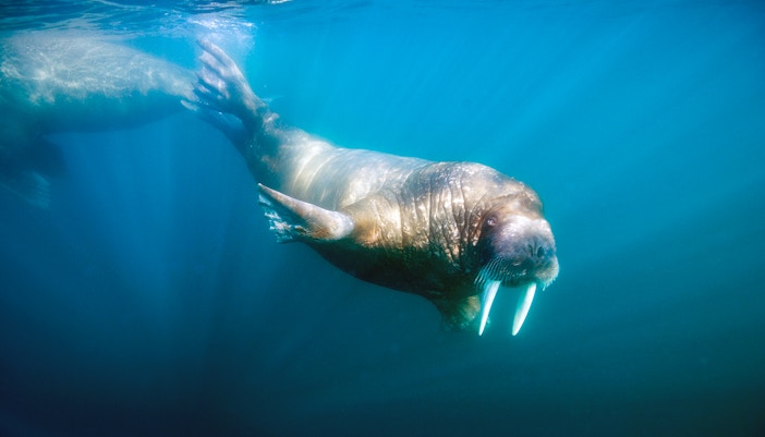 Walrus swimming underwater in clear blue waters, showcasing its natural habitat.