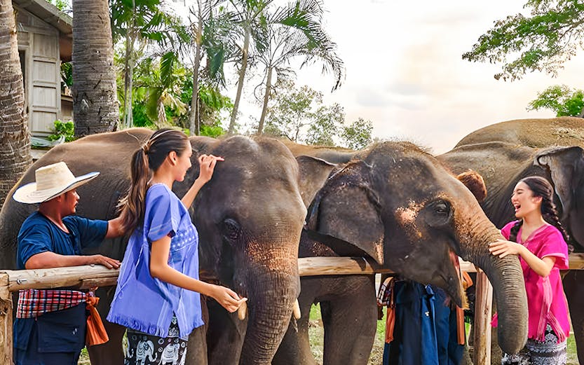 Visitors interacting with elephants at Bangkok Elephant Park.