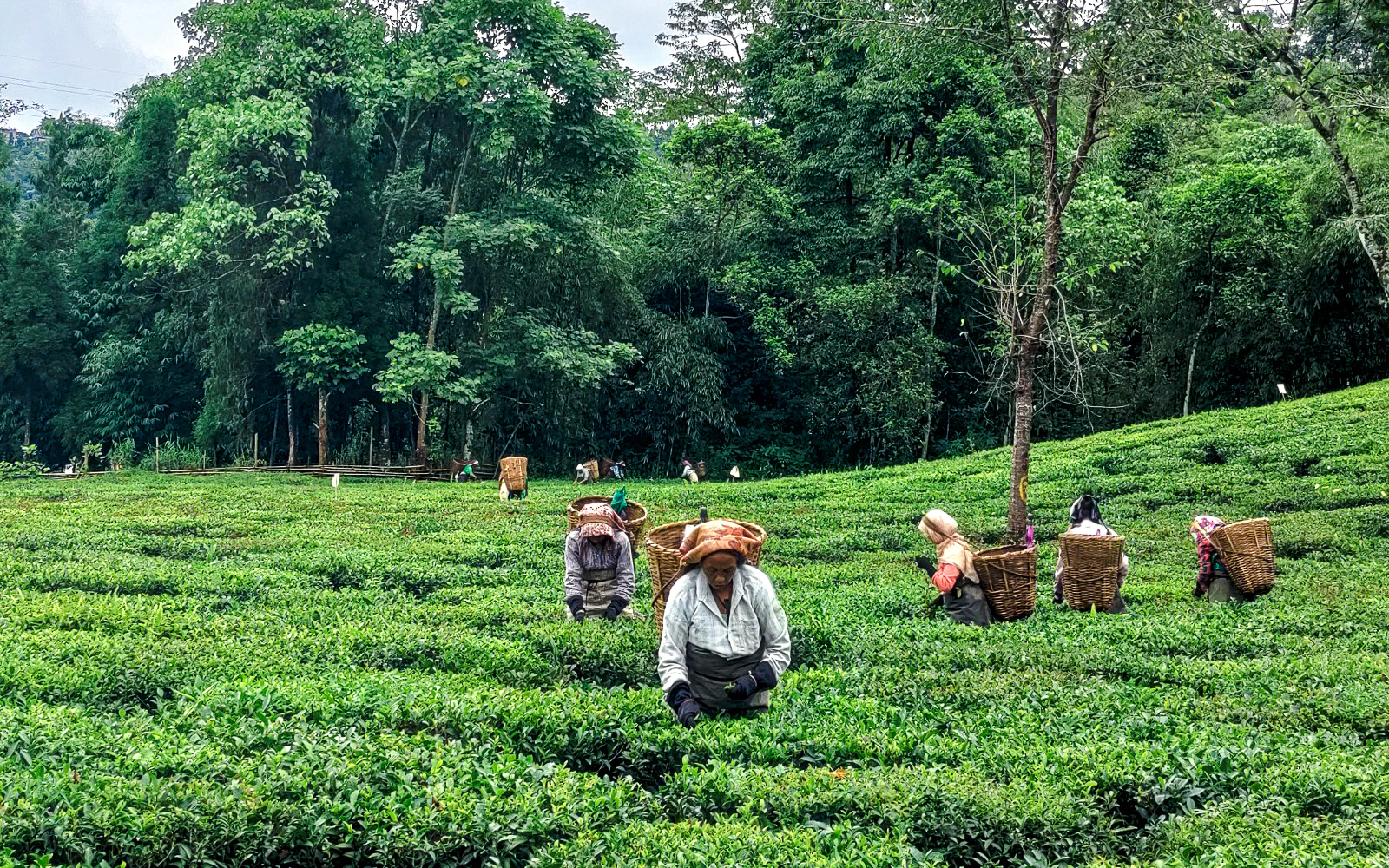 South Mauritius Private Day Trip: Bois Chéri Tea Factory & La Vanille Crocodile Park with Lunch Image 5