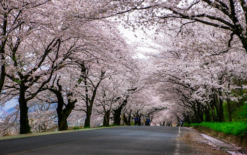 Cherry blossom trees lining a road during a spring trip.