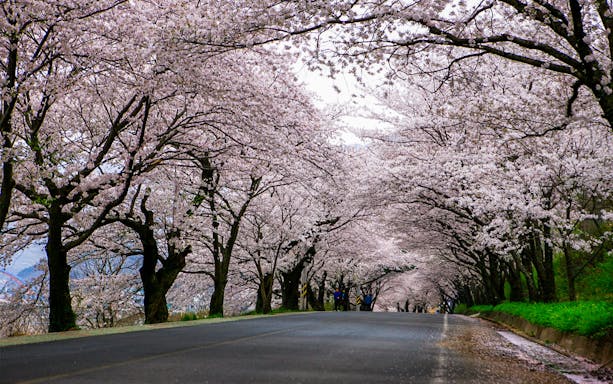 Seoul cherry blossoms along a scenic path during the Cherry Blossom Random Trip.