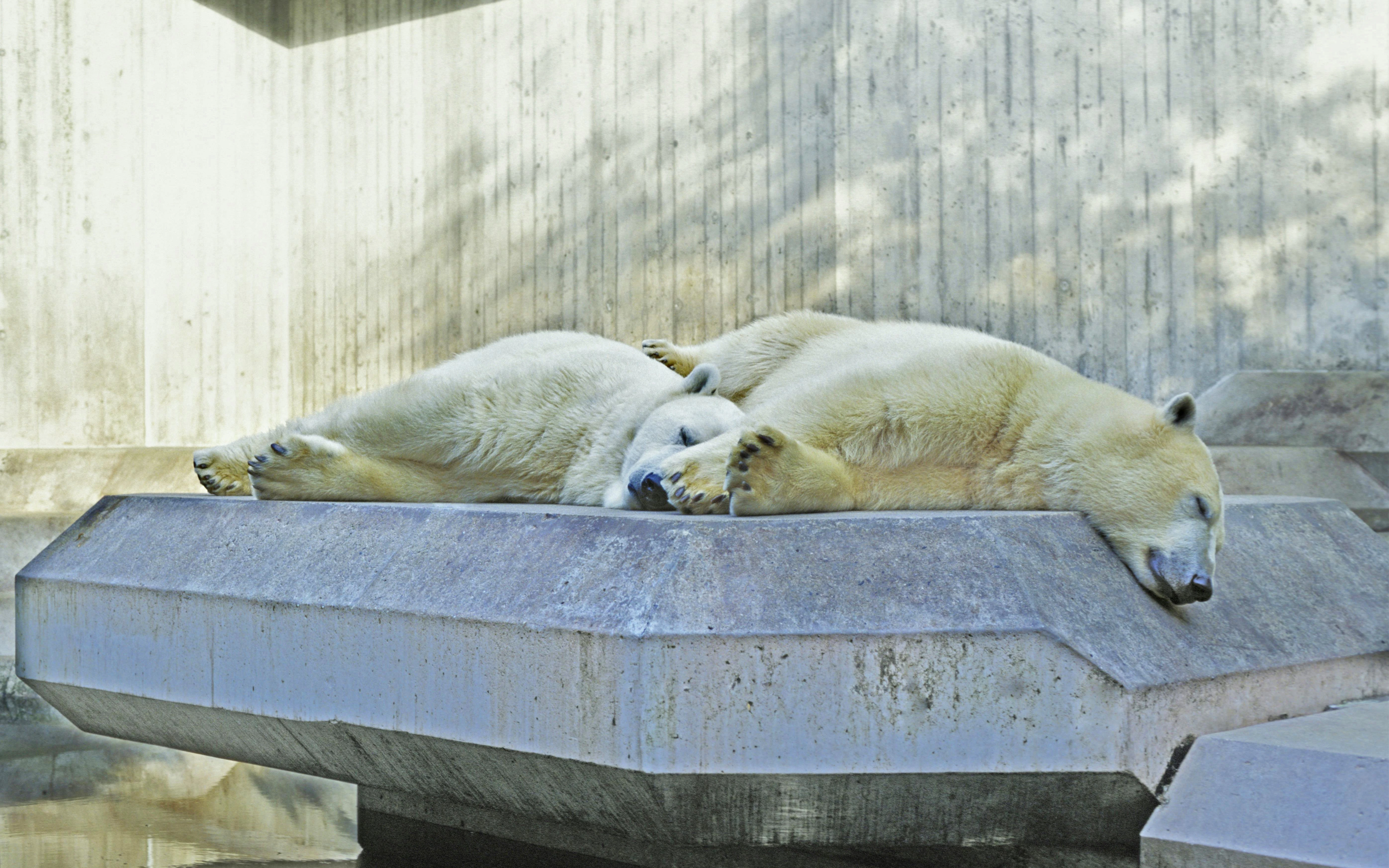 Polar bears resting on a platform at Hellabrunn Zoo, Munich, Germany.