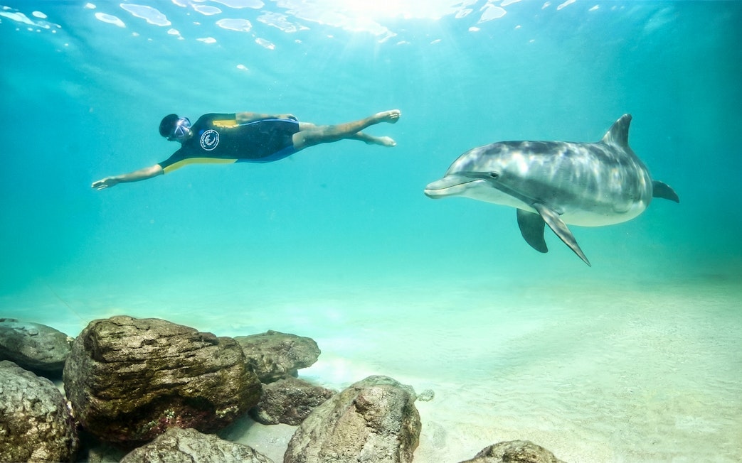 Swimmer and dolphin underwater at Atlantis Aquaventure, Nassau, Bahamas.