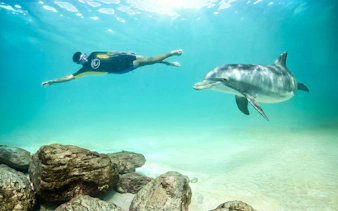Swimmer and dolphin underwater at Atlantis Aquaventure, Nassau, Bahamas.