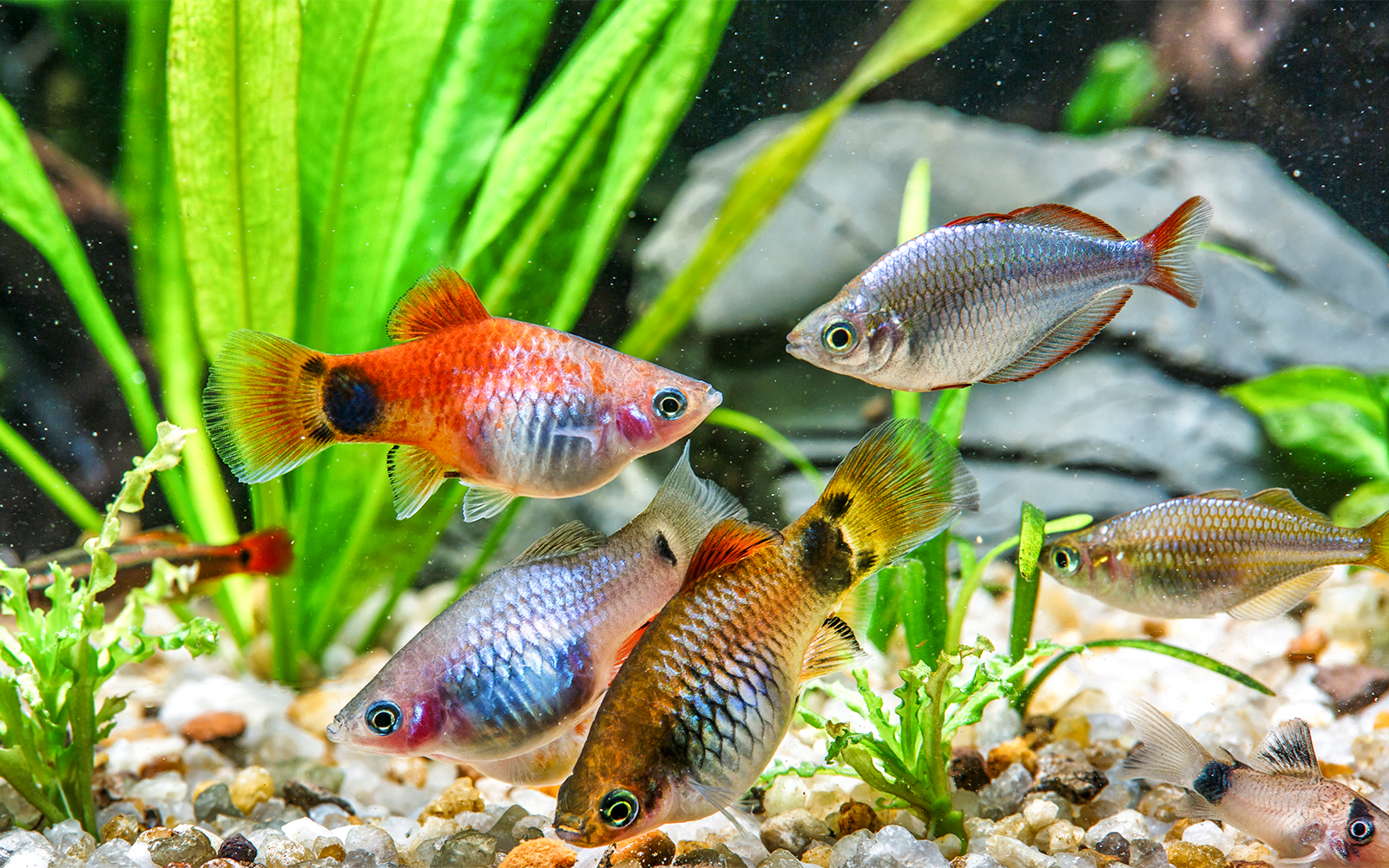 Marineland of Antibes