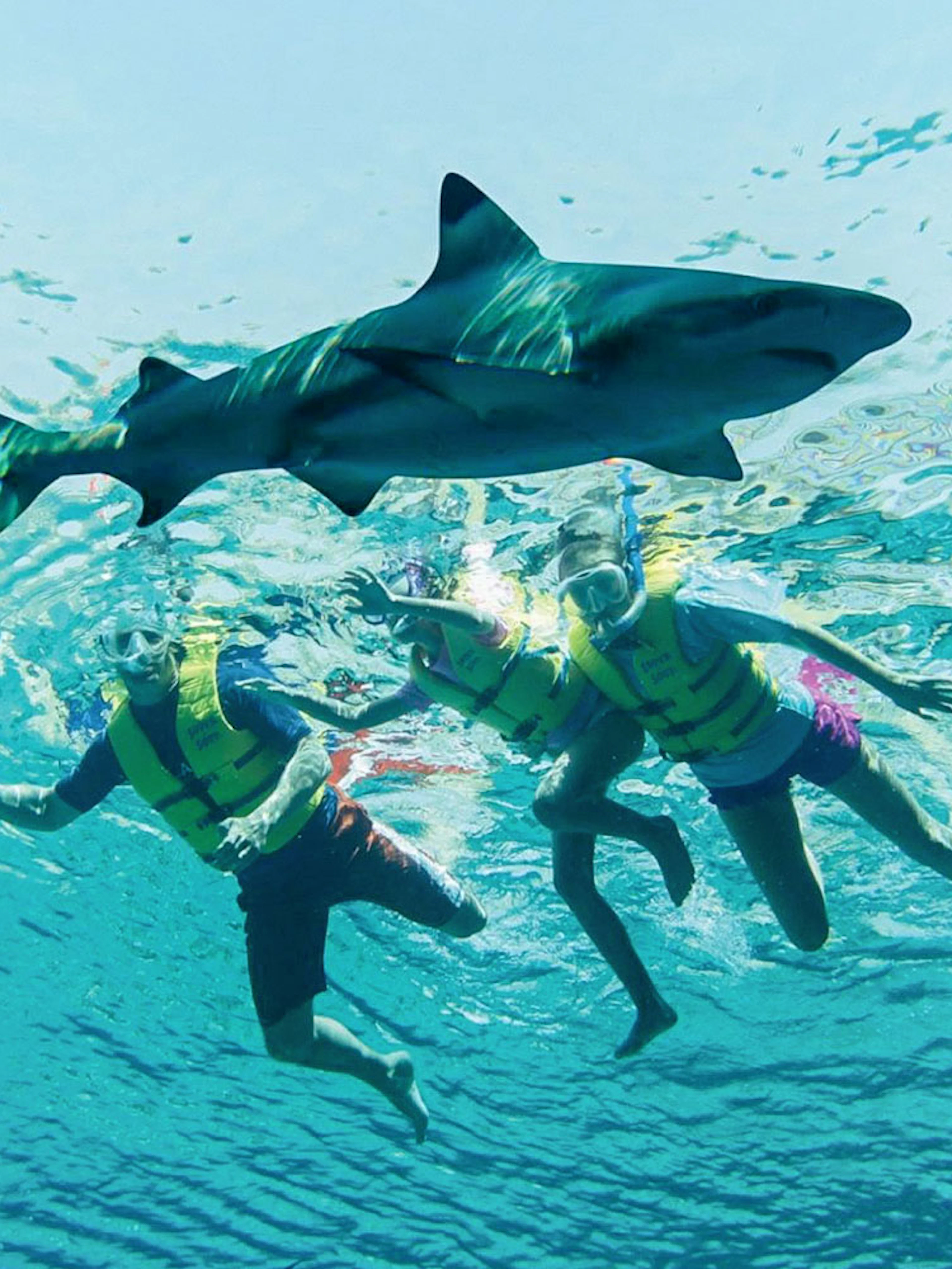 Tourists snorkeling near Grey reef shark in clear blue water.