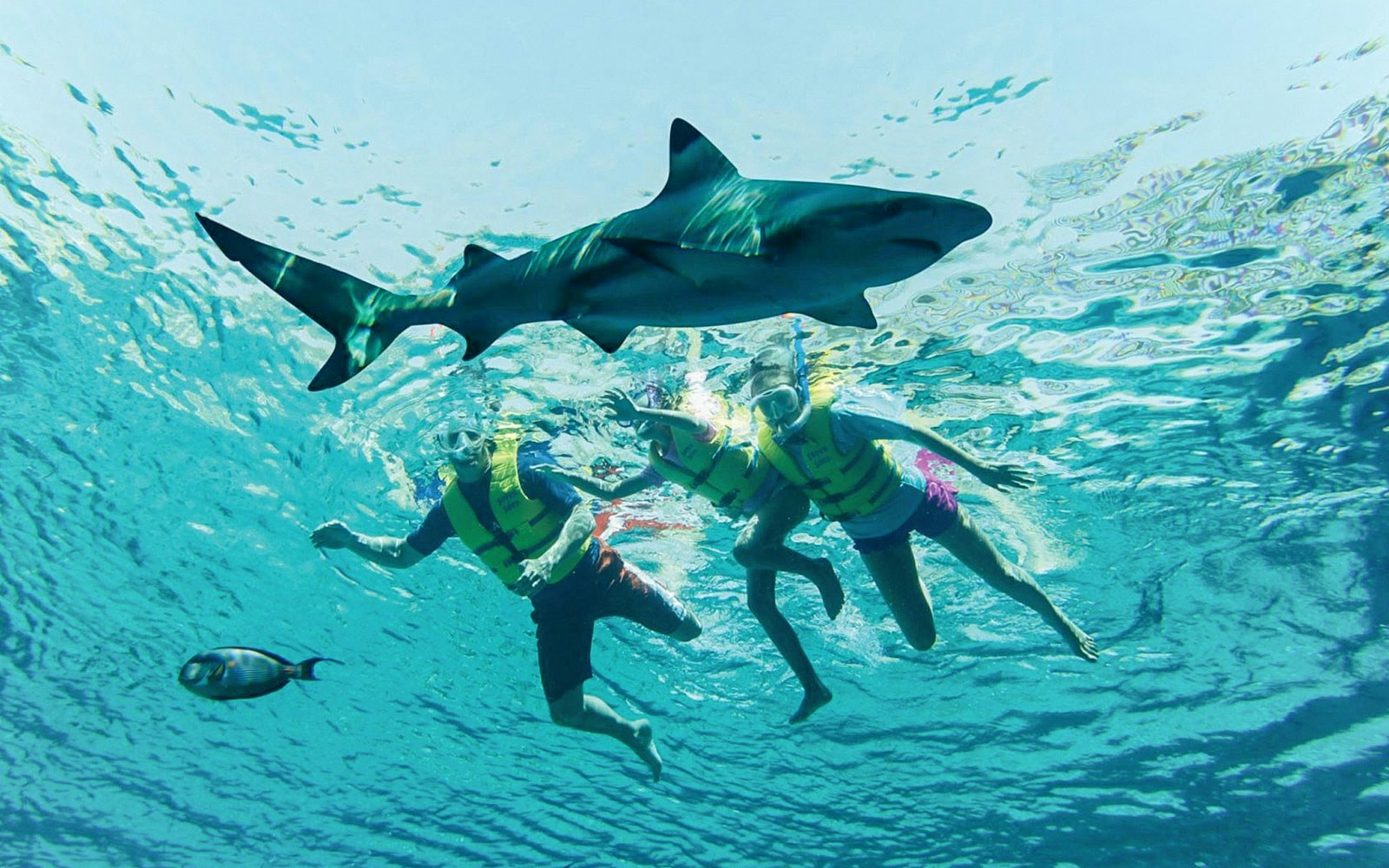 Tourists snorkeling near Grey reef shark in clear blue water.