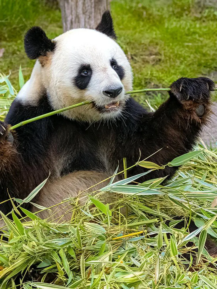 Chengdu Research Base Of Giant Panda