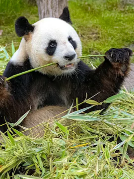 Chengdu Research Base Of Giant Panda