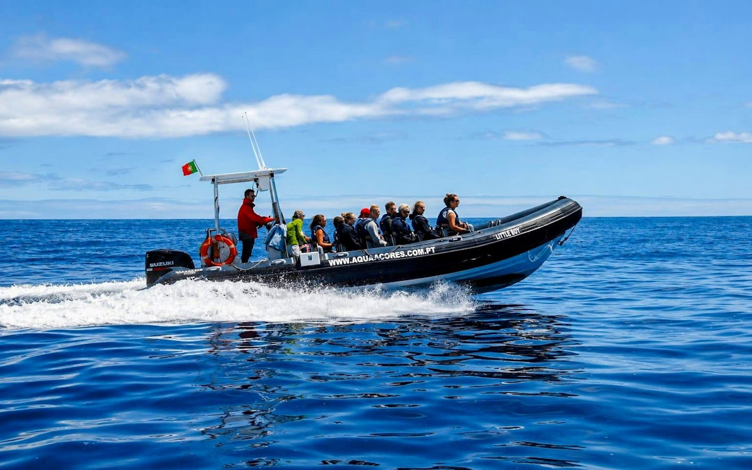 insel pico: walbeobachtungstour mit dem boot-1