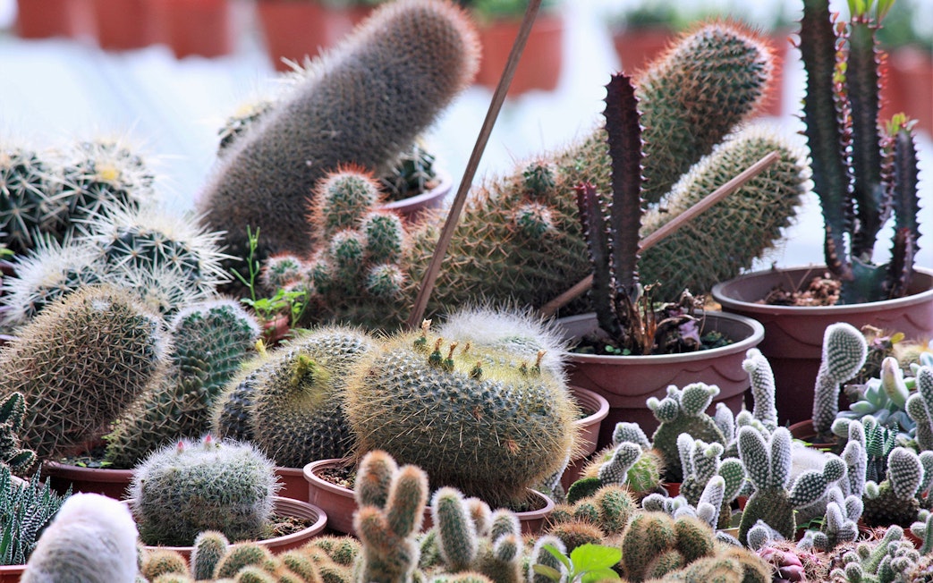 Cacti collection at a Cameron Highlands nursery during a Kuala Lumpur day tour.