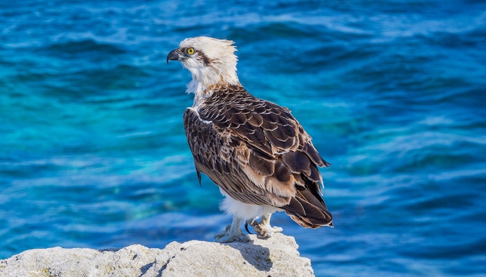 Osprey perched on a rock by the ocean.