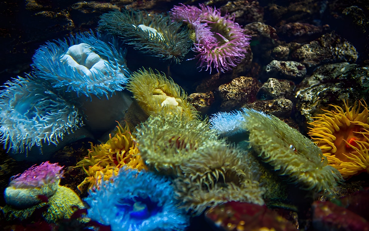 Sea anemones in vibrant colors at Lisbon Oceanarium.