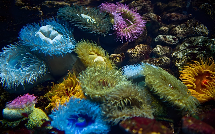 Sea anemones in vibrant colors at Lisbon Oceanarium.