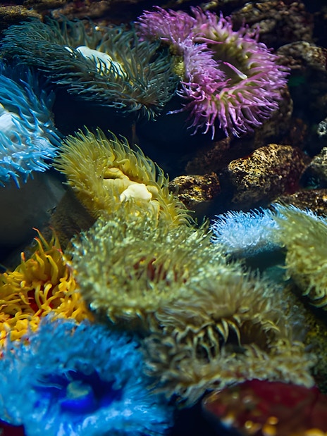 Sea anemones in vibrant colors at Lisbon Oceanarium.