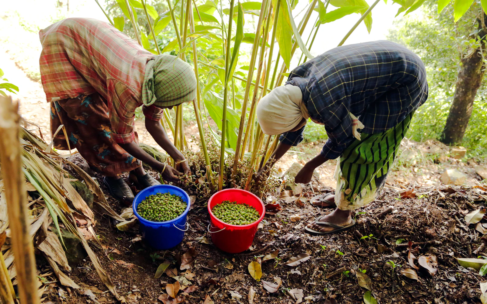 From Zanzibar: Spice Farm and Prison Island Tour with Transfers