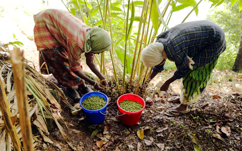 Workers harvesting spices at a farm in Zanzibar, with buckets of green spices.