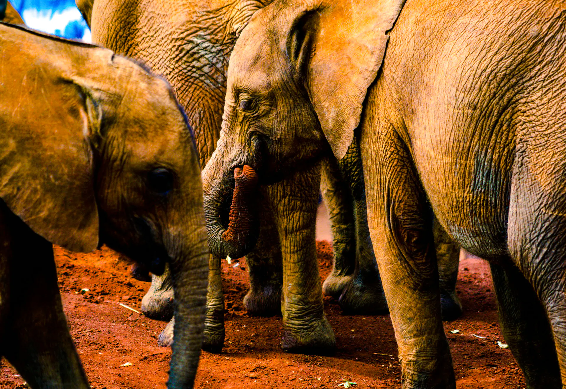 Elephants in Nairobi National Park, Kenya.