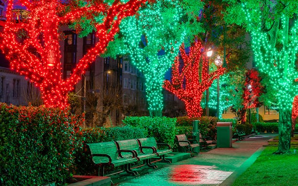 Christmas lights on trees in a San Francisco park walkway.