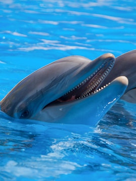 Dolphins swimming at Port of Nagoya Public Aquarium.