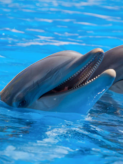 Dolphins swimming at Port of Nagoya Public Aquarium.