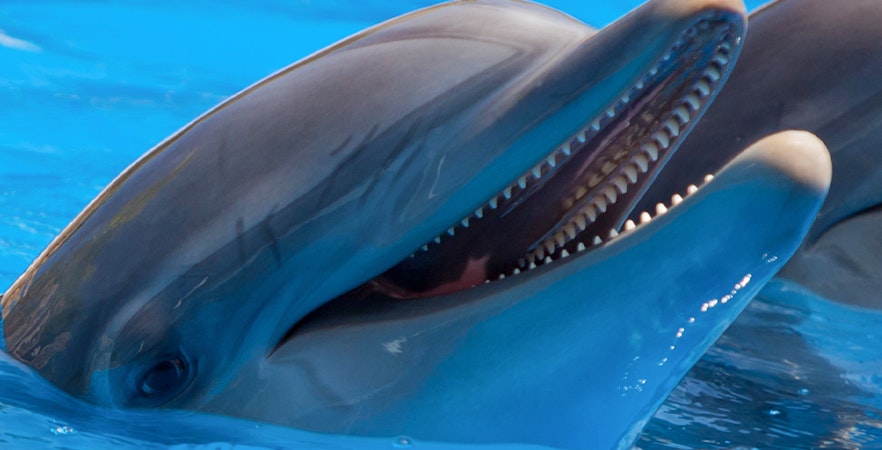 Entradas para el Acuario Público del Puerto de Nagoya