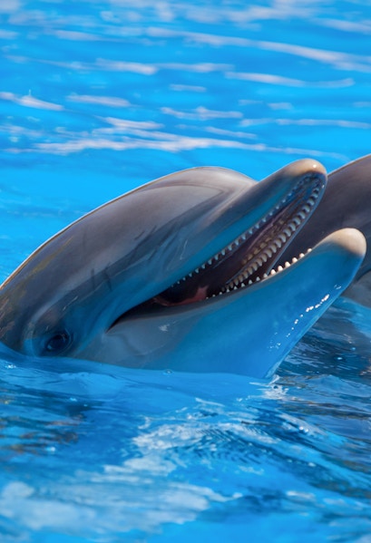 Dolphins swimming at Port of Nagoya Public Aquarium.