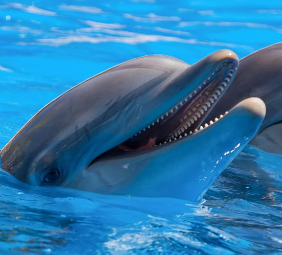 Dolphins swimming at Port of Nagoya Public Aquarium.