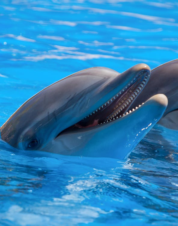 Dolphins swimming at Port of Nagoya Public Aquarium.