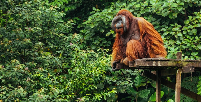 Semenggoh Wildlife Centre