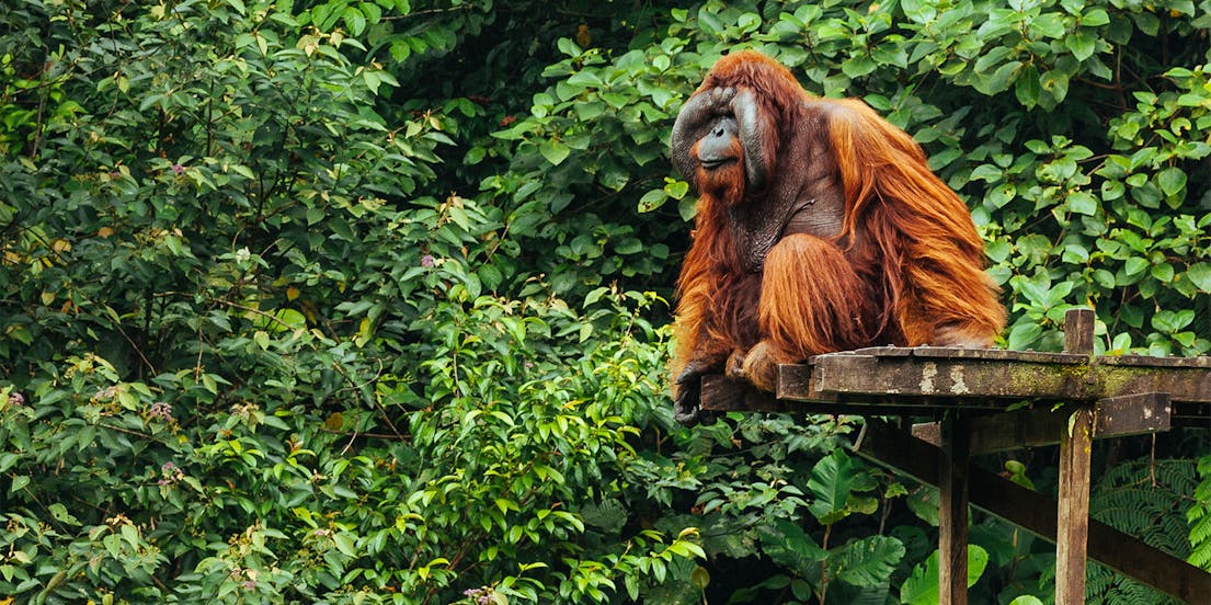 Semenggoh Wildlife Centre