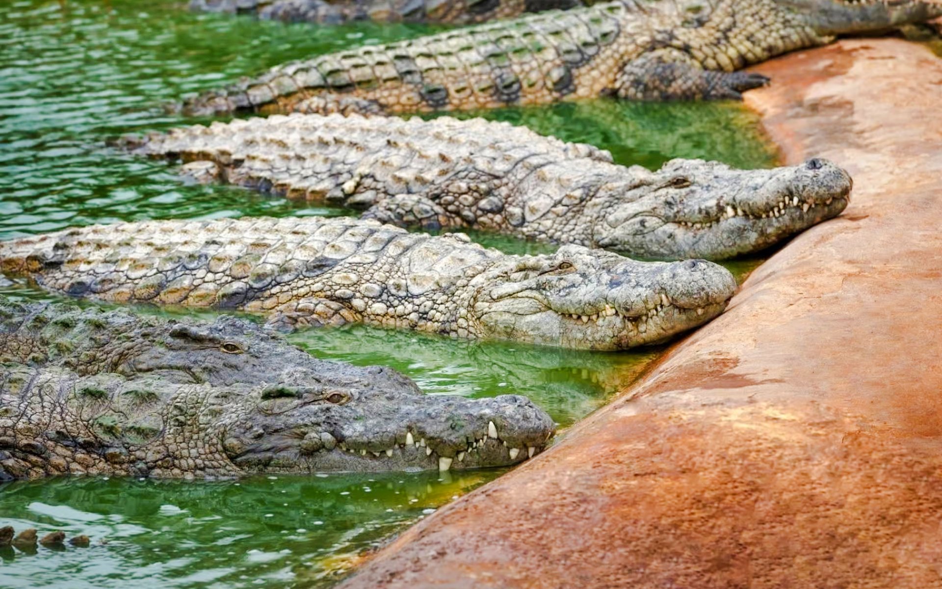 Crocodiles resting by the water at Crocodile Park, Black River Gorges National Park, Mauritius.