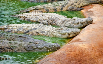 Crocodiles resting by the water at Crocodile Park, Black River Gorges National Park, Mauritius.