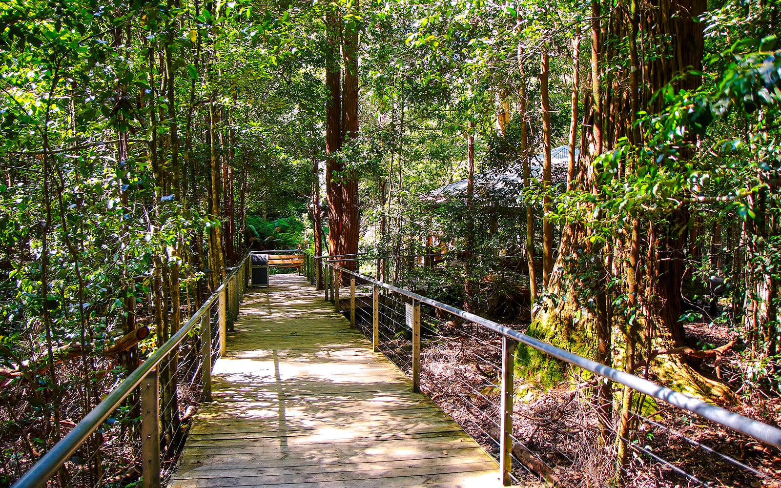 Walkway through lush forest at Scenic World, Blue Mountains.