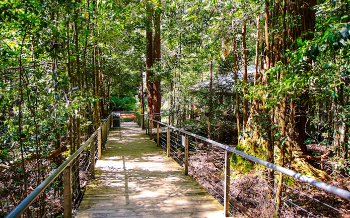 Walkway through lush forest at Scenic World, Blue Mountains.